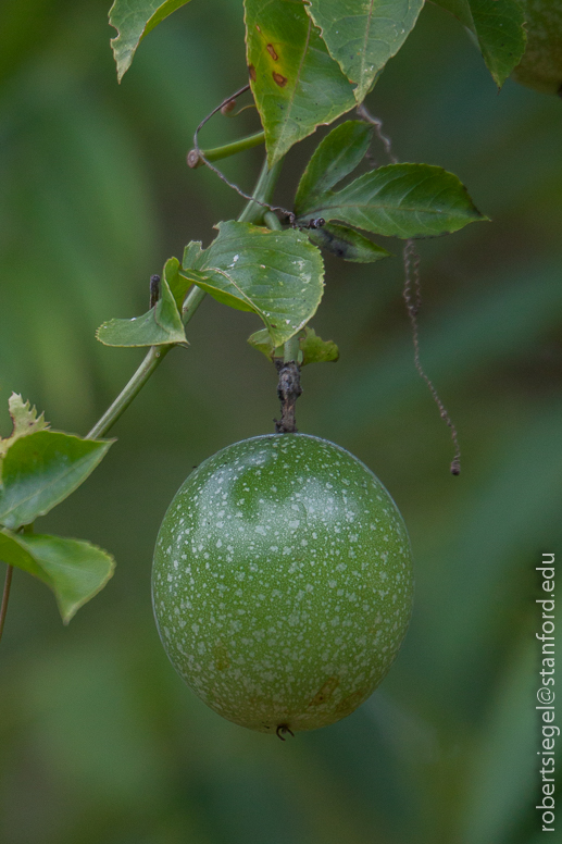 passion fruit